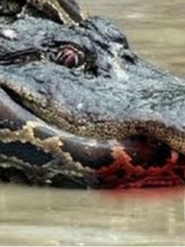 crocodile vs anaconda
