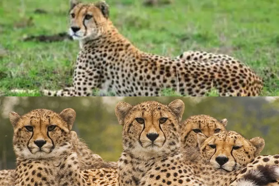 Cheetah pariyojana 2022