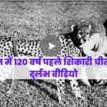 cheetah : 100 साल पहले भारत का चीते का दुर्लभ शिकारी वीडियो देख रह जाएंगे दंग