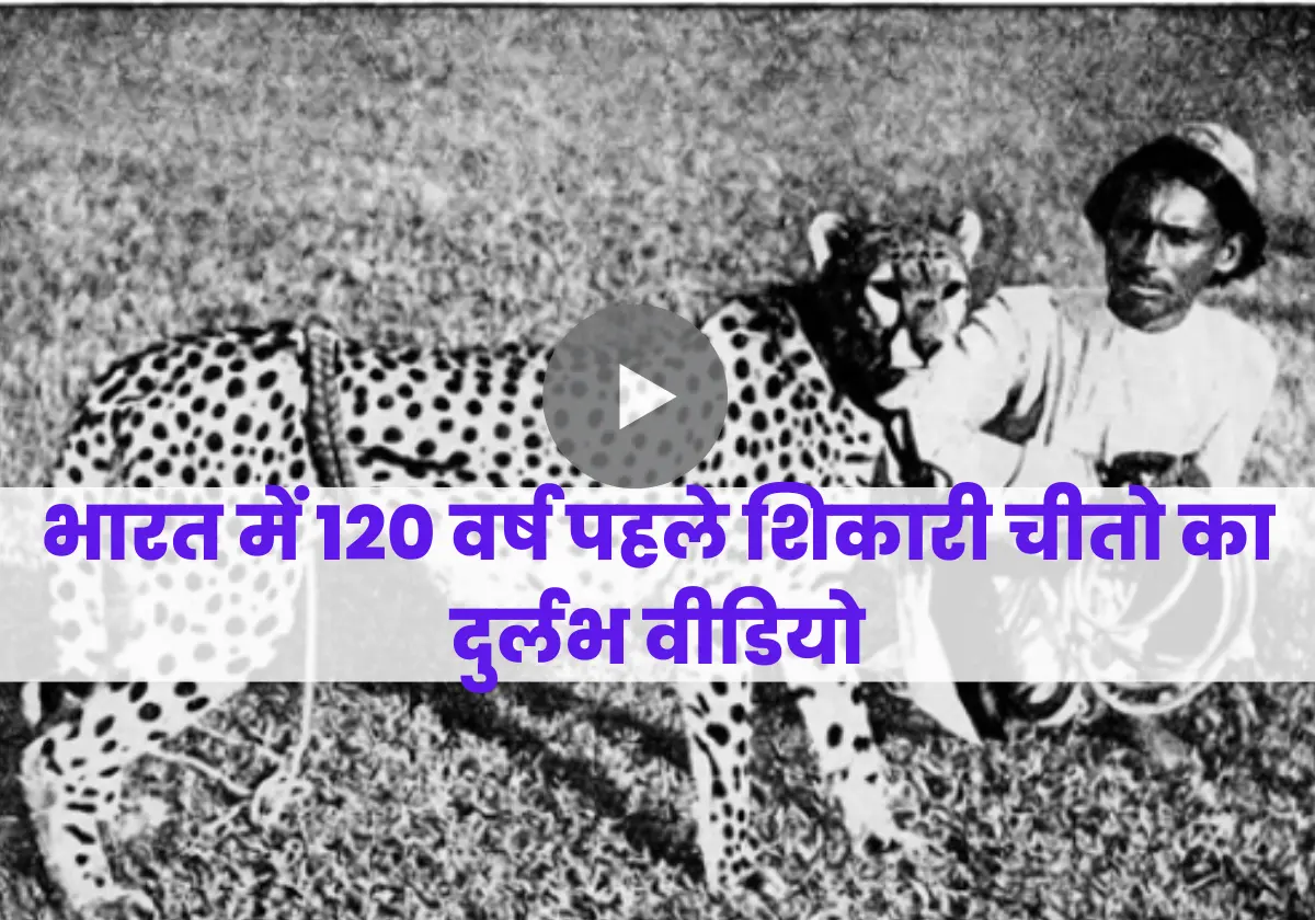 Video of cheetah in India 100 years ago