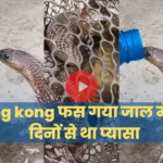 चूहे वाली जाली में फंस गया किंग कोबरा, प्यासा किंग कोबरा का हाल बेहाल, वीडियो देख रह जाएंगे हैरान