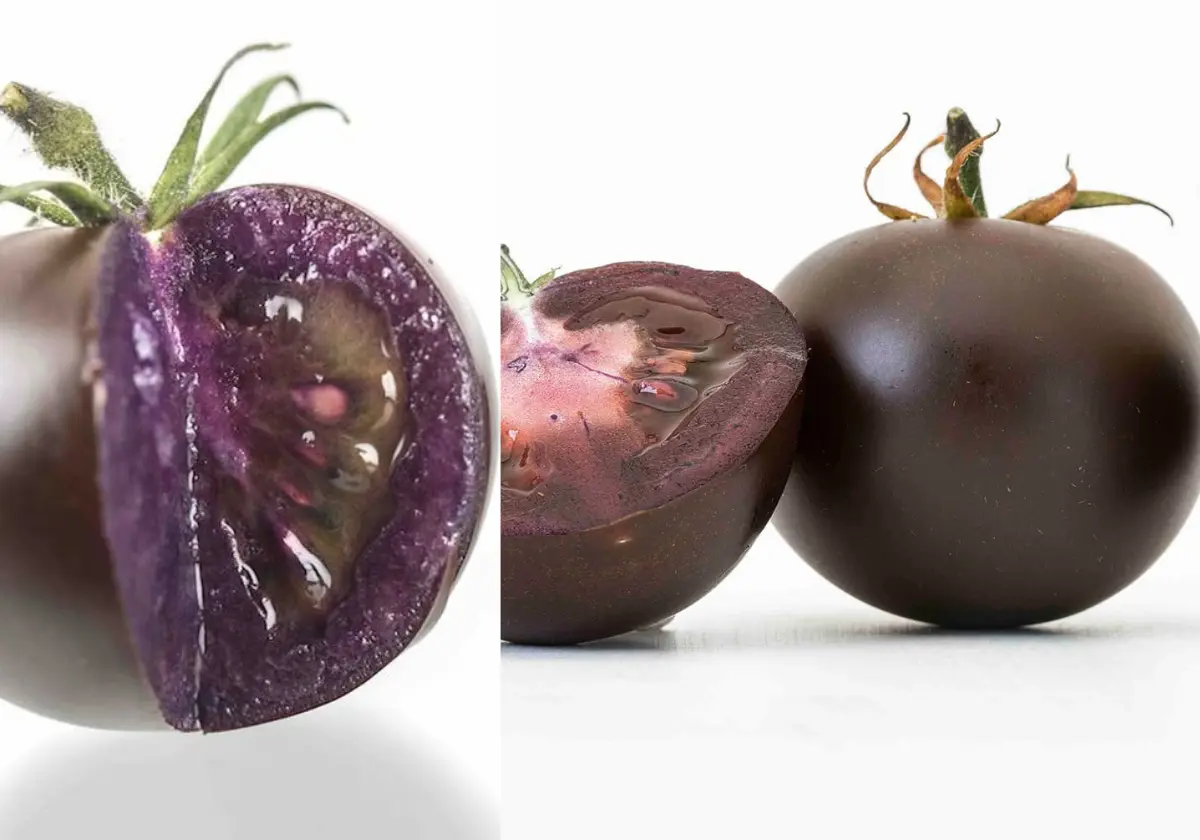 purple-tomato