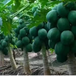 Papaya : मात्र 6 से 7 महीने पपीते की खेती कर बनाएं लाखों , पपीते की फसल बड़ा पैदावार, बंपर मुनाफा