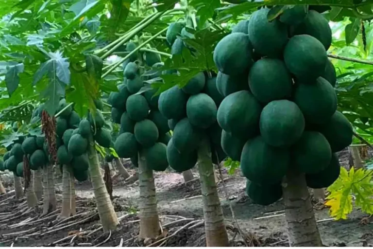 Papaya Farming