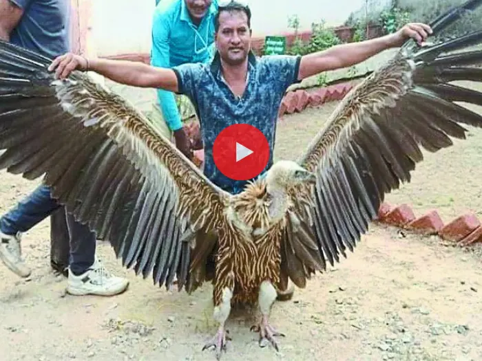 vulture bird nest kanpur