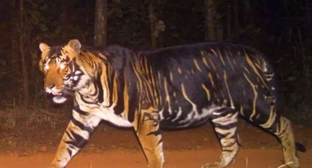 Rare Black Tiger 