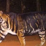 ओडिसा के सिमलिपाल नैशनल पार्क मे दिखा दुर्लभ प्रजाति का काला बाघ