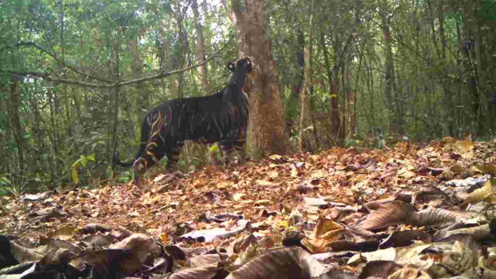 Rare Black Tiger Spotted in Odishas Simlipal National Park 2